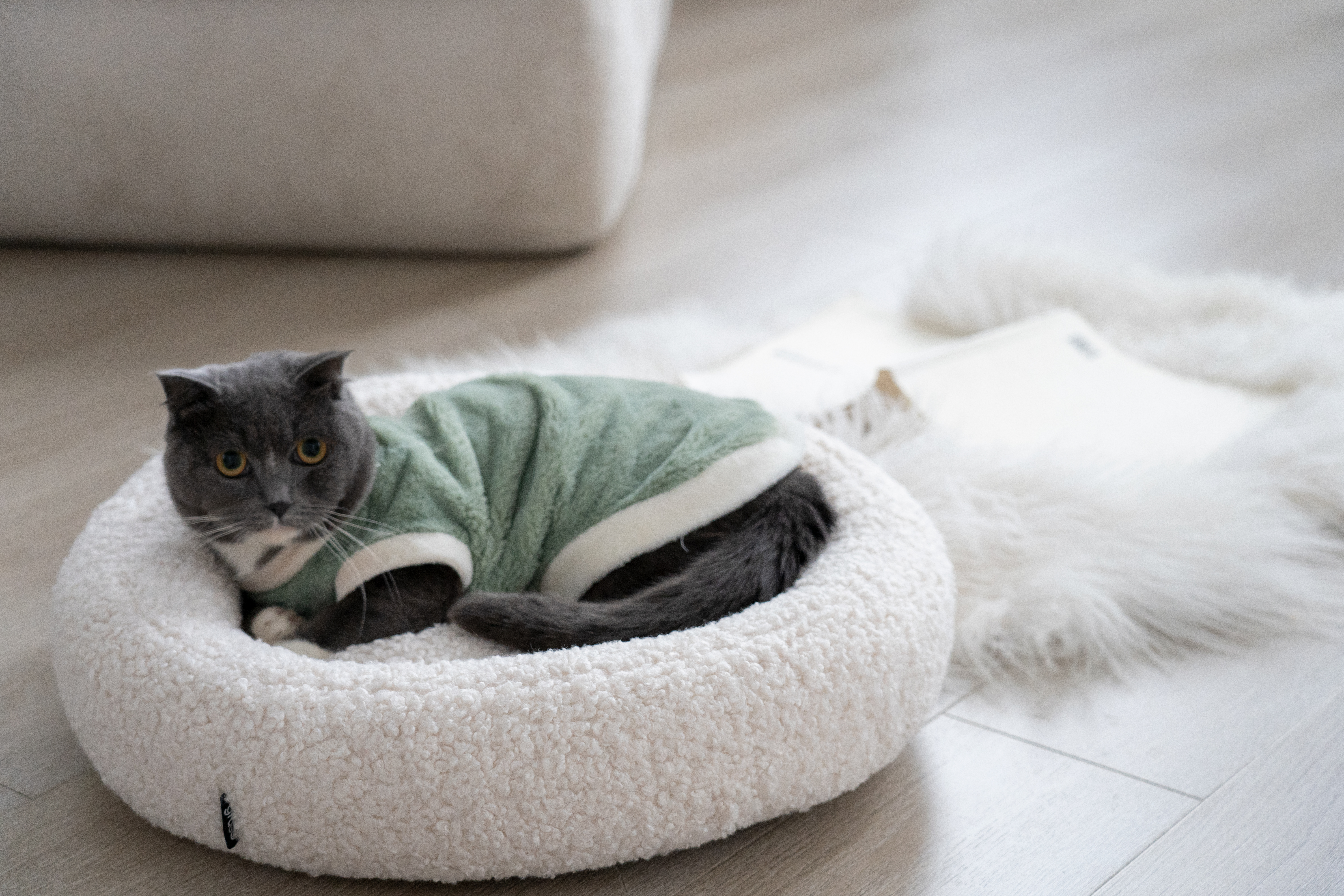 Pet Furniture: Rise of Pet Humanization as a Global Trend