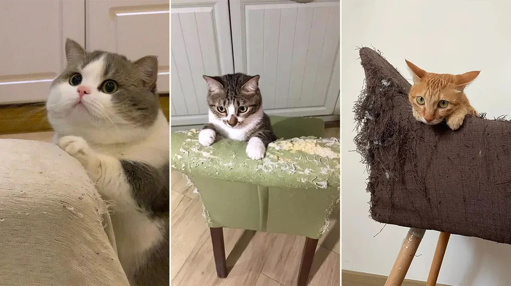 Pet-Friendly and Cat-Proof Couches