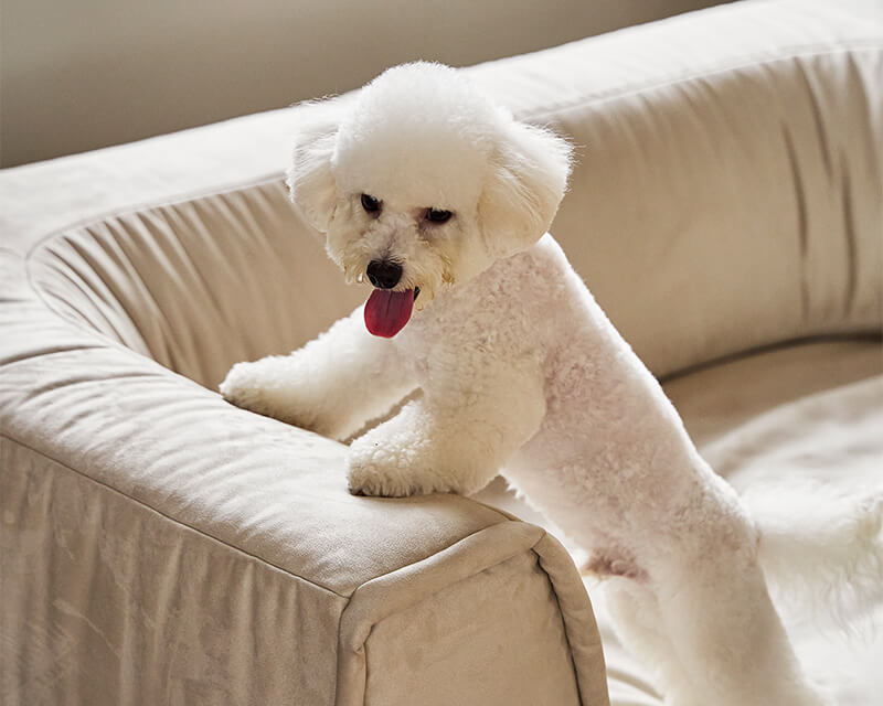 Modular Comfort Meets Cat-Proof Fabric: The 9-layer Sofabed